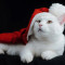 http://www.4982.co.kr/data/item/233471/thumb-7YWM7Iqk7Yq42_60x60.jpg