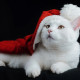 http://www.4982.co.kr/data/item/233471/thumb-7YWM7Iqk7Yq42_80x80.jpg